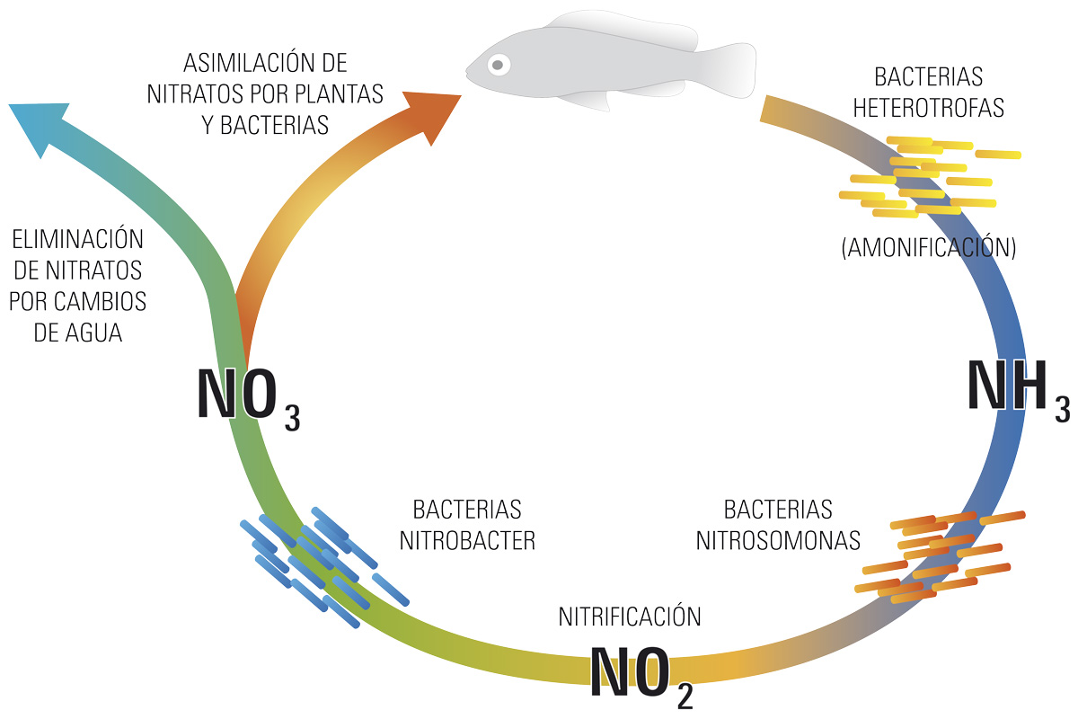 Ciclo biológico del acuario